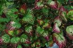 Coleus 'Florida Sun Jade' (Solenostemon scutellarioides)