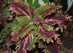 Coleus 'Red Ruffles' (Solenostemon scutellarioides)