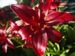 Lily "Teutas Fronte"