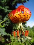 Lilium pardalinum - Panther lily