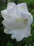 Campanula persicifolia double white