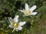 Fringed Grass-of-Parnassus