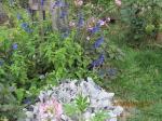 salvia & Dusty Miller that survived the winter.