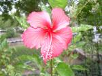 bloom on Variegated Hibiscus