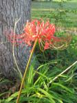 Spider Lily