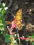 Gulf Fritillary