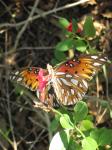 Gulf Fritillary