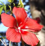 Texas Star Hibiscus