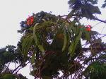 Fruit of the Gulmohar tree