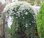 Sweet Autumn Clematis