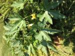 Mystery Melon leaves. They are a little spikey!