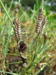 Black Swallowtail and Giant Black