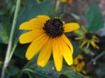 Black Eye Susan