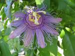 Passion Flower