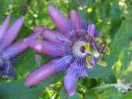 Passion Flower - Lavendar Lady