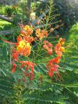 Pride of Barbados