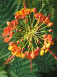 Pride of Barbados - top view