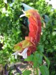 Shrimp Plant