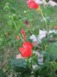 Turk's Cap