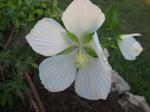 White Texas Star Hibiscus