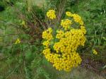 Tanacetum 