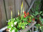 Celosia with Begonias