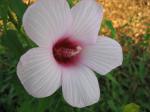 Lady Baltimore Hibiscus