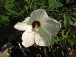 White Dinner Plate Hibiscus