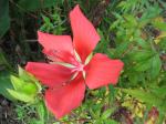 Texas Star Hibiscus