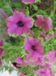 Supertunia