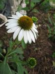 White Coneflower