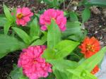 More Zinnias