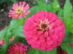 Zinnias