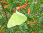 Cloudless Sulphur