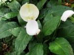 peace lily - spathyphyllum hybrid