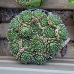 New Hens and Chicks