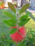 Bottlebrush