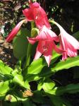 Crinum