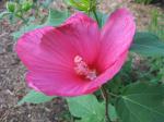 Hardy Hibiscus - Magenta