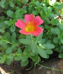 Moss Rose - red