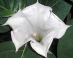 Datura 