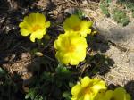 Moss Rose - Yellow