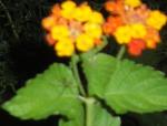 Lantana at night