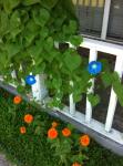 morning glory and zinnias