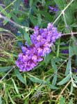 butterfly bush