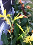 cannas glauca and others