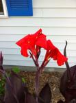 Canna "Australia" I think.