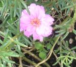 Moss Rose