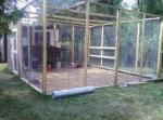 new chicken pen 