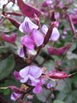 Hyacinth Bean Vine